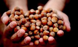 Düzce'de yılın ilk ayında 811,7 ton fındık ihraç edildi