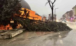 Edirne'de fırtına ağaçları devirdi