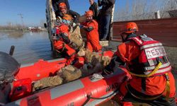 Edirne'de taşan su seviyesi yer yer 2.5 metreye yükseldi: Mahsur kalan hayvanlar kurtarılıyor
