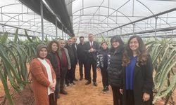 'Efeler'de Pitaya Güçleniyor' projesi incelendi