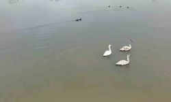 Efteni Gölü kuğuları misafir etti