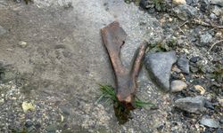 Eğirdir Gölü kıyısında bulunan kemiklerin hayvana ait olduğu değerlendiriliyor