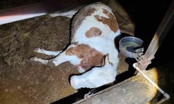 Elektrik kaçağı 8 büyükbaş hayvanı telef etti