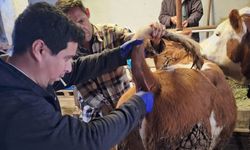 Emet'te şap sero-surveyans çalışmaları