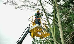 Esenyurt'ta bahar hazırlıkları başladı: Ağaçlar budanıyor