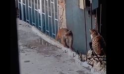 Fikirtepe'de bulundurulması yasaklı maymun türü yakalandı