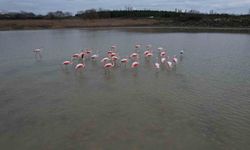 Flamingolar Büyükçekmece Gölü'nde görüntülendi