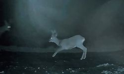 Ganos'ta doğanın neşesi karacalar görüntülendi