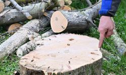 Gaziosmanpaşa'da teke böceği ile mücadele kapsamında yeşil dönüşüm