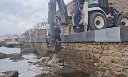 Gelibolu'da ölü inek sahile vurdu