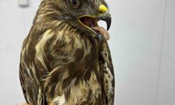 Göç yolunda yorgun düşen hayvanların yardımına köylüler yetişiyor