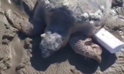 Gökçeada'da kıyıya vuran caretta caretta vatandaşların yardımıyla denizle buluştu