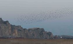 Gökyüzünde dans: Van Kalesi'nde sığırcık şöleni