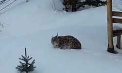 Gümüşhane'de bir evin bahçesinde vaşak görüntülendi