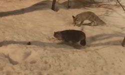 Hakkari'de tilki ile kedinin şaşırtan görüntüsü