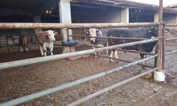 Hisarcık'ta şap karantinası kaldırıldı