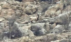 Hizan'da dağ keçileri sürü halinde görüntülendi