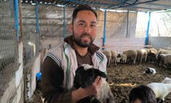 İlgi odağı olan çift başlı ve 4 gözlü kuzu 1 gün yaşayabildi