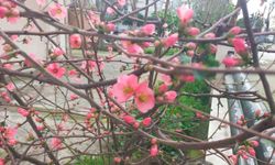 İzmir'de ayva çiçek açtı