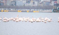 İzmit Körfezi'nin zarif misafirleri şenlikte görüntülendi