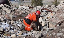 JAKEM'de deprem sonrası umut arayan patiler