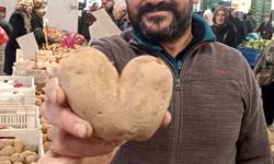 Kalp şeklindeki patates ilgi odağı oldu