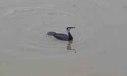 Karabatak kuşu Porsuk Çayı'nda avlanmaya çalıştı