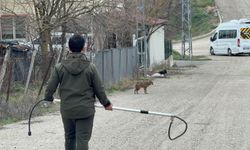 Karabük'te yerleşim yerine inen hasta çakal tedavi edilip doğaya salındı