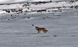 Kars'ta hareket halindeki aracı takip eden kurt kameraya yansıdı