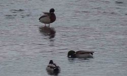 Kars'ta yaban hayatı şehre indi: Yeşilbaş ördeklerin yemek mesaisi kamerada