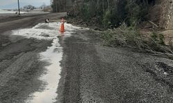 Kastamonu'da heyelanda istinat duvarını aşan ağaçlar yola kadar geldi