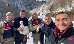 Kayıp kazlar üç gün sonra dere yatağında bulundu