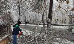 Kayseri Büyükşehir'den kış çalışmalarında ağaç güvenliği seferberliği
