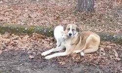 Kedi ve köpeğin dostluğu yüzleri güldürdü