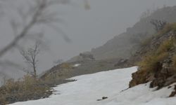 Kemaliye'de vaşak ve kızıl akbaba doğal yaşam alanlarında görüntülendi