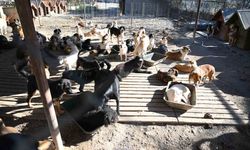 Kemer'de ocak ayında 231 can dostu kısırlaştırıldı