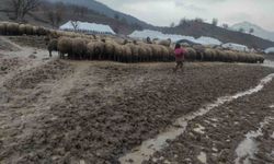 Kendisi küçük yüreği büyük: Minik Zeynep'in yeni doğan kuzuyu soğuktan korumak için gösterdiği çaba duygulandırdı