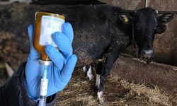 Kırklareli'nde büyükbaş hayvanlara şap aşısı