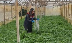 Kışlık sebzeler hasat öncesi denetimden geçiyor