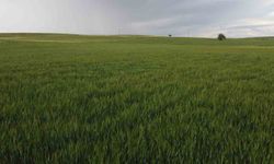 Konya'da yüksek kesimler yağışa doydu