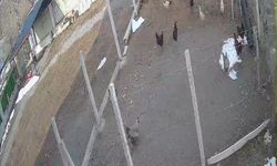 Kümese giren tilki tavuğu alıp götürdü: O anlar kamerada