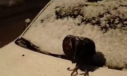 Kümesine giremeyen tavuk otomobil üzerine yumurtladı