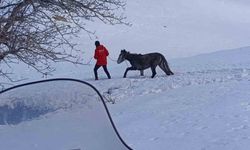 Kurtların saldırısına uğrayan ve dağda mahsur kalan at kurtarıldı