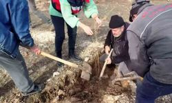 Kütahya'da 'Tuz Çalısı Projesi' hayata geçirildi