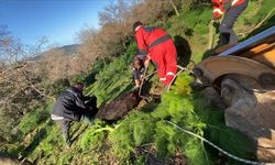 Kuyuya düşen buzağı kurtarıldı