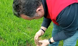 Lüleburgaz'da kanola ve buğday ekili alanlarda teknik kontroller yapıldı