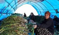 Lüleburgaz'da pırasa hasadı