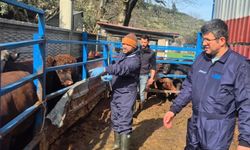 Menteşe'de ithal besilik hayvanların sağlık kontrolleri yapıldı