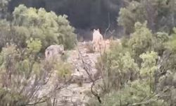 Menteşe'de kurtlar cep telefonu kamerasına yansıdı