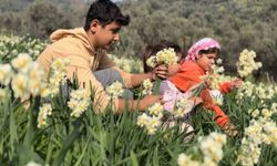 Mis kokulu nergis bilime de ilham kaynağı oluyor